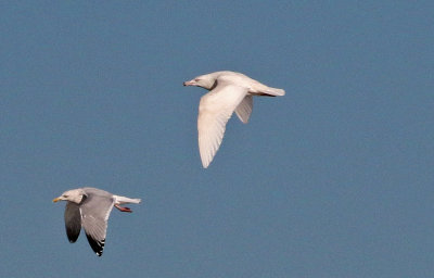 Glaucous Gull 2019-01-04