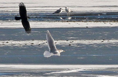 Glaucous-winged Gull 2019-01-04