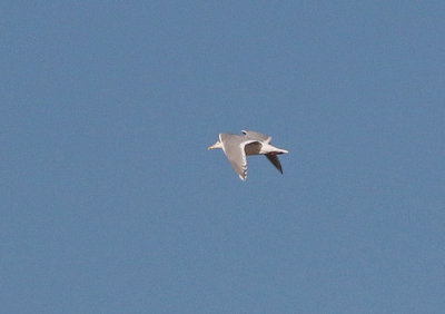 Glaucous-winged Gull 2019-01-04