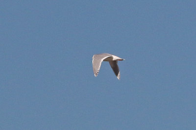 Glaucous-winged Gull 2019-01-04