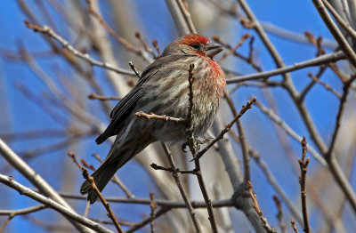 House Finch 2019-01-04
