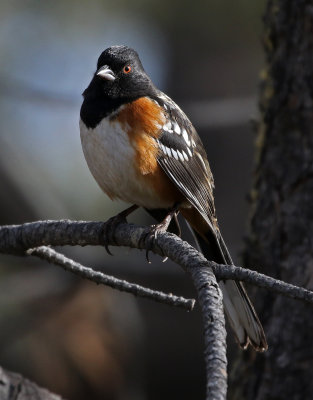 Spotted Towhee 2019-01-04