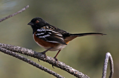 Spotted Towhee 2019-01-04