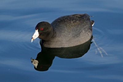 American Coot 2019-01-06