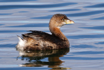 Pied-billed Grebe 2019-01-06