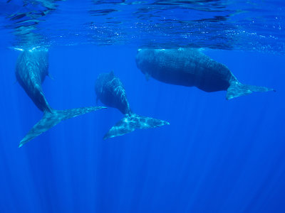 New! Sperm Whales