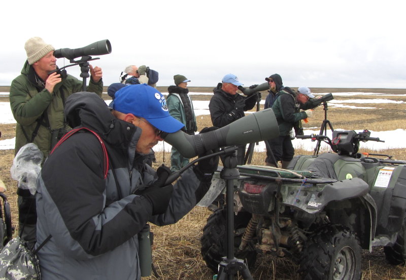 Gambell scanning seabird cliffs for Dovekie 01