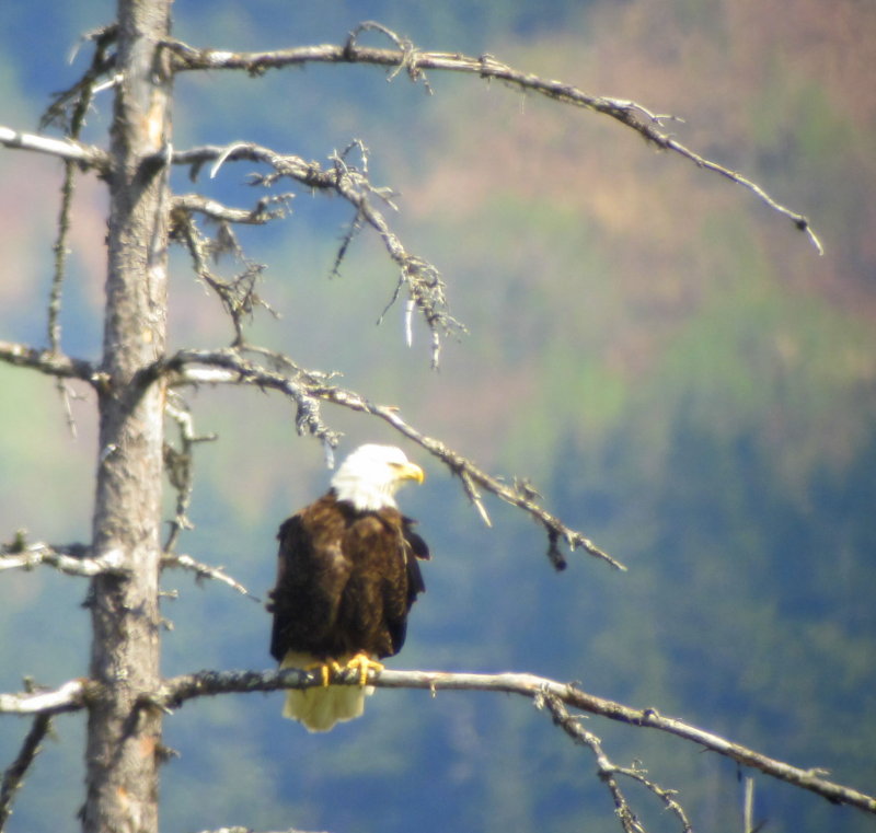 Seward digiscoped Bald Eagle 01