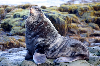 Beach Master Fur Seal St Paul 01