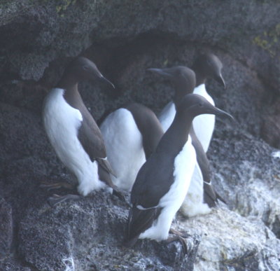 Common Murre St Paul 01