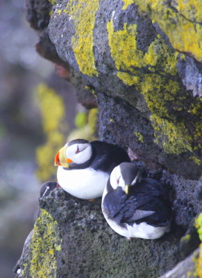 Horned Puffin St Paul 01