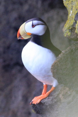 Horned Puffin St Paul 04