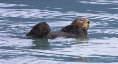 Kenai Peninsula Sea Otter 03
