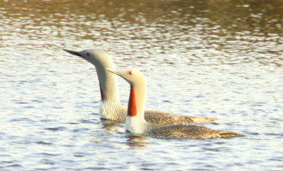 Red-throated Loons Nome 03