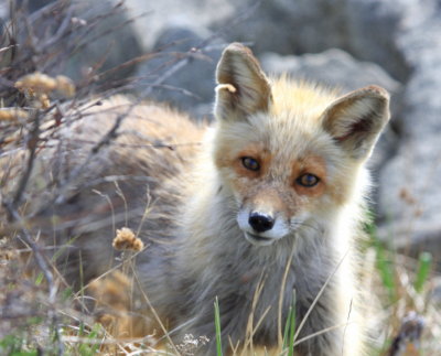 Arctic Fox at Safety Sound Nome 04