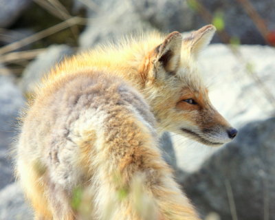 Arctic Fox at Safety Sound Nome 06