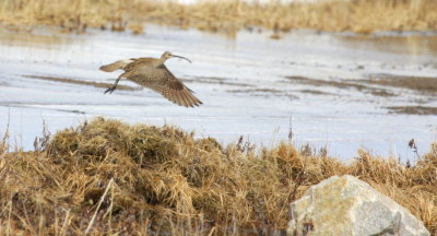 Siberian Whimbrel in Flight Gambell 01