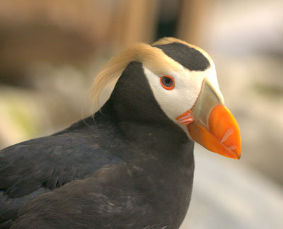 Seward Tufted Puffin 01