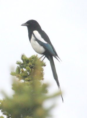 Black-billed Magpie 01
