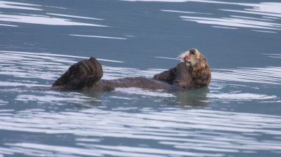 Kenai Peninsula Sea Otter 02
