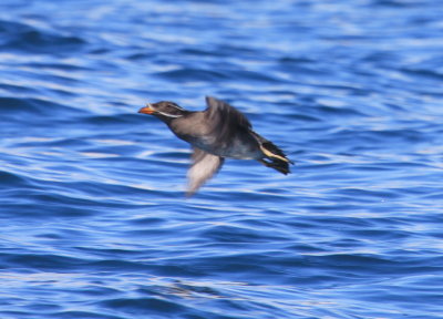 Rhinoceros Auklet in flight at Kenai Peninsula 01