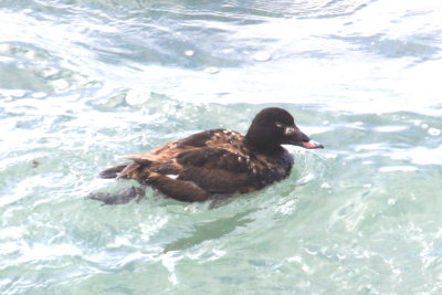 White-winged Scoter St Paul 01