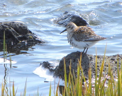 St Paul Island Rock Sandpiper 01
