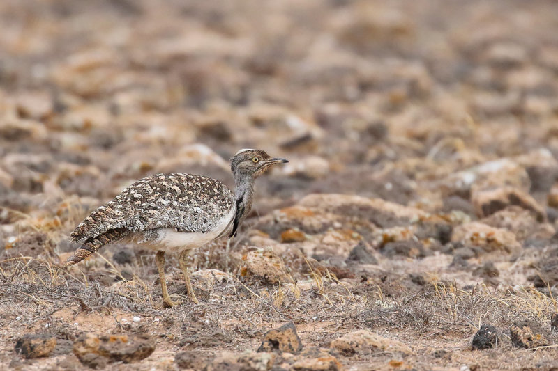 Houbara bustard (Westelijke kraagtrap)