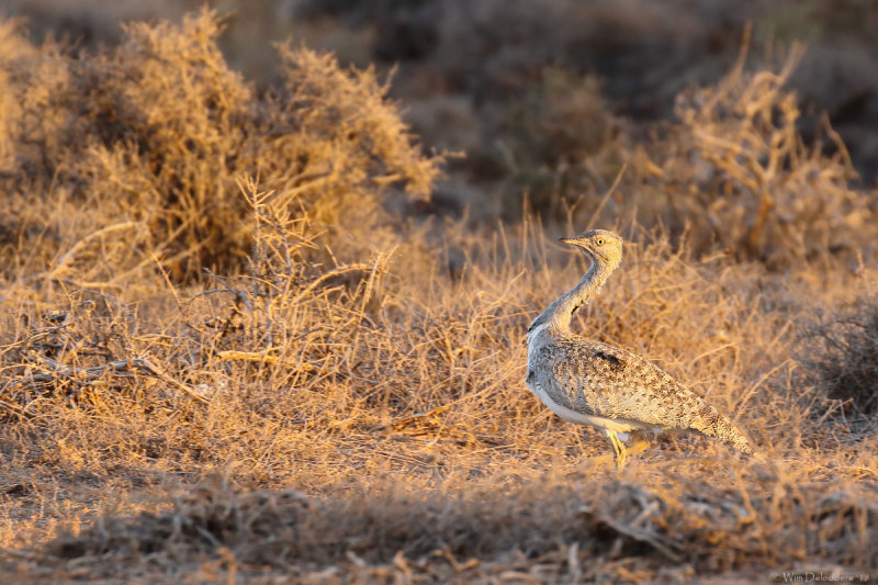 Houbara bustard (Westelijke kraagtrap)