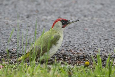 Green Woodpecker (Groene Specht)