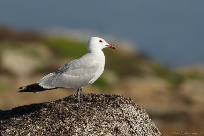 Audouin's gull (Audouins meeuw)
