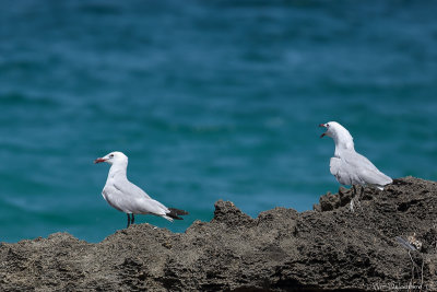 Audouin's gull (Audouins meeuw)