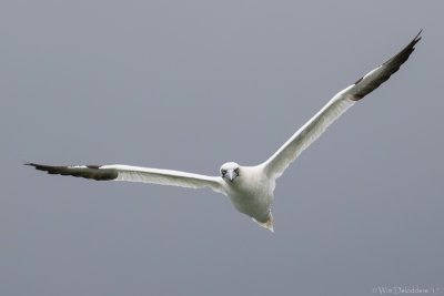 Northern gannet (Jan-van-gent)