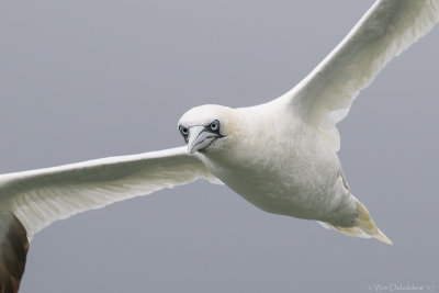 Northern gannet (Jan-van-gent)