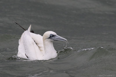 Northern gannet (Jan-van-gent)