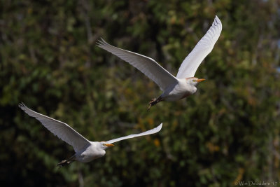 Cattle egret (Koereiger)