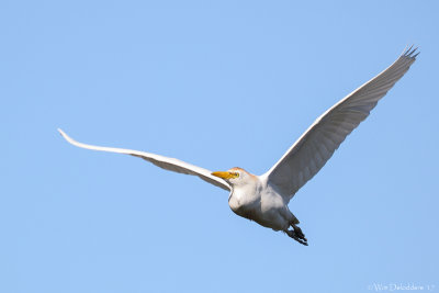 Cattle egret (Koereiger)