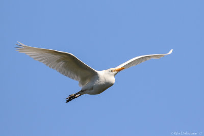 Cattle egret (Koereiger)