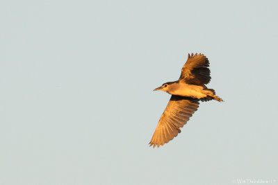 Black-crowned night heron (Kwak)