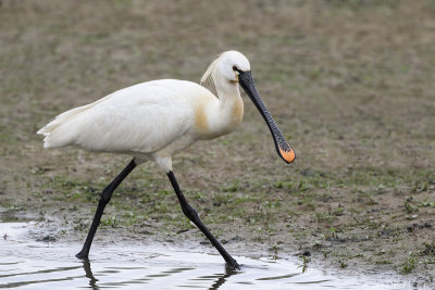 Eurasian spoonbill (Lepelaar)