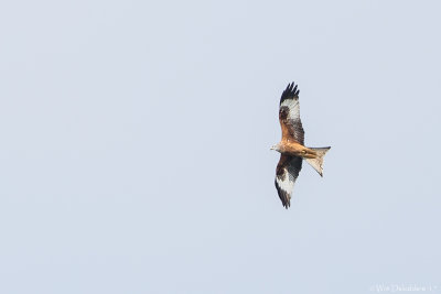 Red kite (Rode wouw)