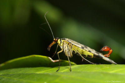 Common scorpionfly (Gewone schorpioenvlieg)