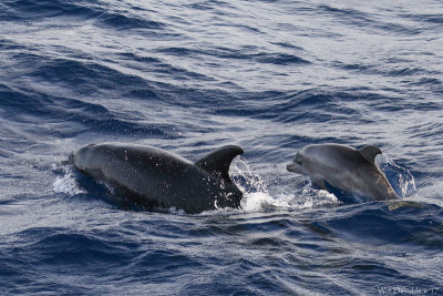 Common bottlenose dolphin (Tuimelaar)