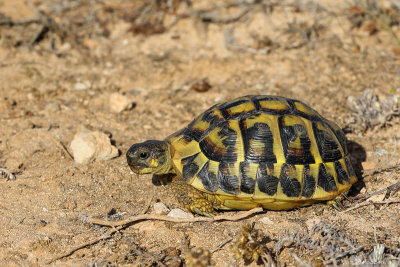 Western Hermann's tortoise (Westelijke Griekse landschildpad)