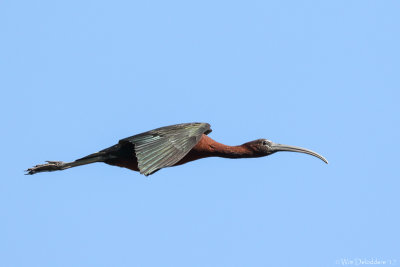 Glossy ibis (Zwarte ibis)