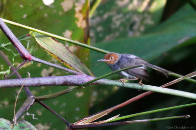 Ashy tailorbird (Grijze snijdervogel)