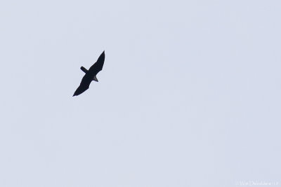 Bat hawk (Vleermuiswouw)