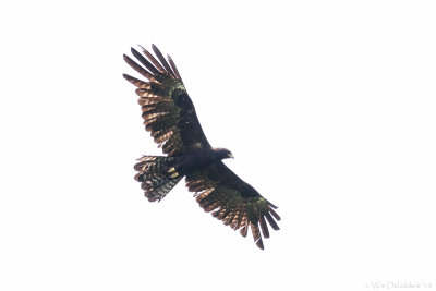 Black eagle (Indische zwarte arend)