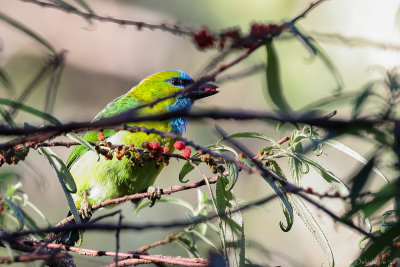 Golden-naped barbet (Goudnekbaardvogel)