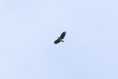 Lesser fish eagle (Kleine rivierarend)